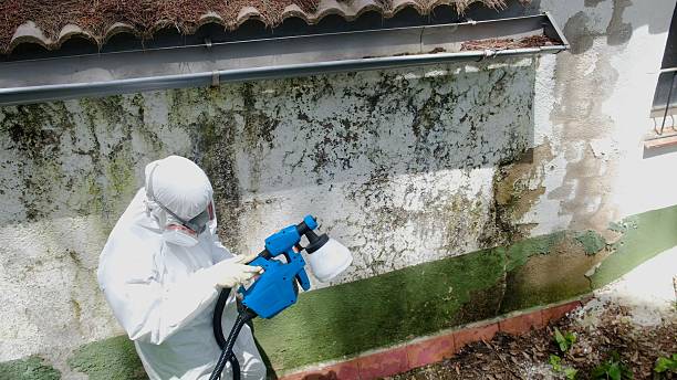 Top rated local Mold Remediation specialists in Hollywood, FL